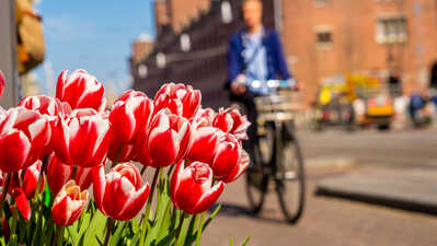 Oportunități de Carieră în Olanda: Ghid Complet pentru Candidați