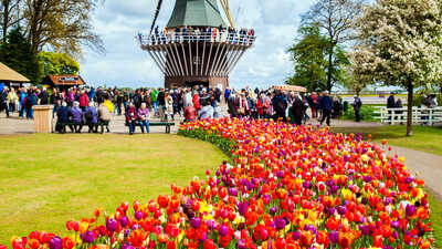 Festivaluri inedite în Olanda - de la lalele la brânză și bere