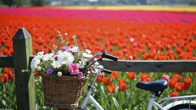 Zile naționale și libere în Olanda - calendar util