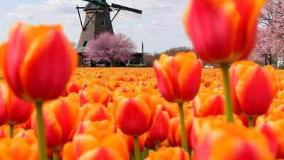 De unde provine culoarea portocaliu? Simbolul național al Olandei